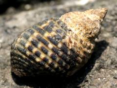 (Tropical Periwinkle) dorsal