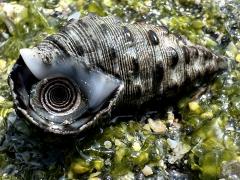 (Pollia Whelk) ventral