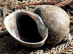 (Common Apple Snail) ventral