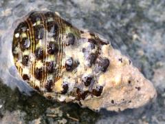 (Arakawania Murex Snail) dorsal