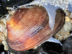 (Arcidae Ark Clam) top