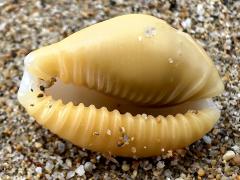 (Honey Cowry) ventral