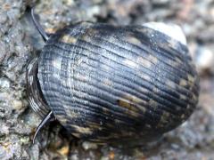 (Nerita Snail) dorsal