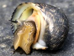 (Nerita Snail) ventral