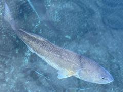 (Red Drum) dorsal