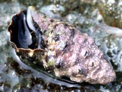 (Tenguella Murex Snail) ventral