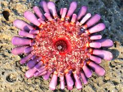 (Shingle Urchin) underside