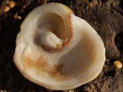 (Hawaiian Turbo Snail) underside