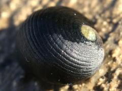 (Hawaiian Black Nerite) dorsal