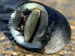 (Hawaiian Black Nerite) operculum