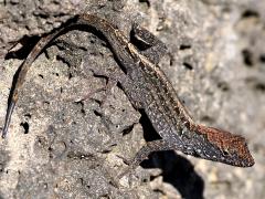 (Brown Anole) male basking