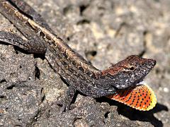 (Brown Anole) male dewlap display