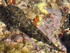 (Whitespotted Frillgoby) dorsal