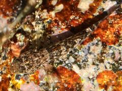 (Whitespotted Frillgoby) top