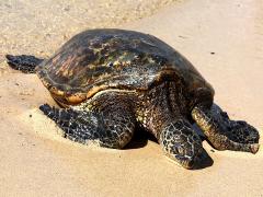 (Green Sea Turtle) female face