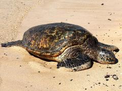 (Green Sea Turtle) female lateral