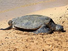 (Green Sea Turtle) male profile