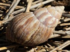 (African Giant Snail) upperside