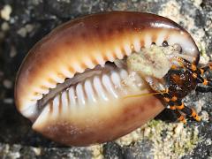 (Hawaiian Snakehead Cowrie) Painted Hermit Crab