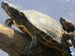 (Pond Slider) elegans basking