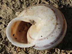 (Chocolate-band Snail) two ventral