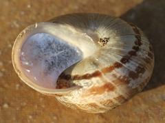 (Chocolate-band Snail) ventral