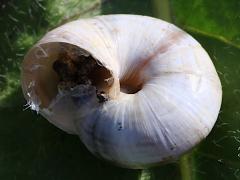 (Krynickii Snail) ventral