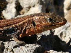 (Peloponnese Wall Lizard) head