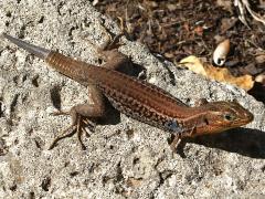 (Peloponnese Wall Lizard) lateral