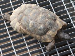 (Marginated Tortoise) crawling