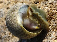 (Mutabilis Top Snail) foot