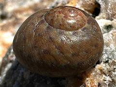 (Richardi Top Snail) dorsal