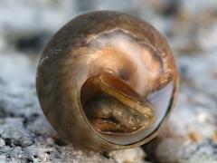 (Mutabilis Top Snail) ventral