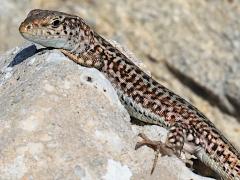 (Erhard's Wall Lizard) chilling