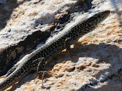 (Erhard's Wall Lizard) lateral