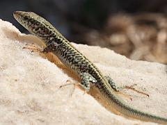 (Erhard's Wall Lizard) profile