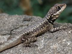 (Amazon Lava Lizard) basking