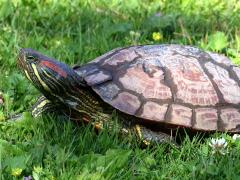 (Pond Slider) elegans crawling