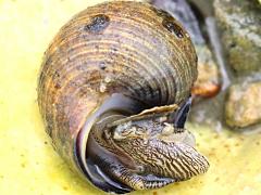 (Common Periwinkle) head