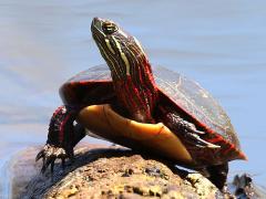 (Painted Turtle) Midland