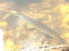 (Florida Gar) dorsal