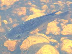 (Blue Tilapia) swimming