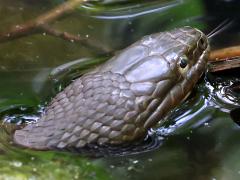 (Common Watersnake) head