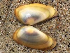 (Gould Beanclam) external