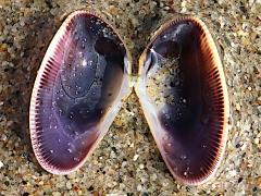 (Gould Beanclam) internal