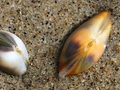 (Gould Beanclam) pair