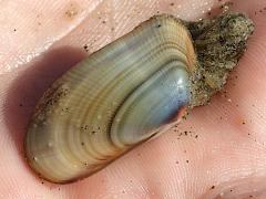 (Bean Clam Hydroid) (attached on Gould Beanclam)