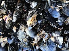 (Mediterranean Mussel) pylon