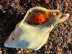 (Kellet's Whelk) ventral