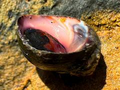 (Eroded Periwinkle) ventral